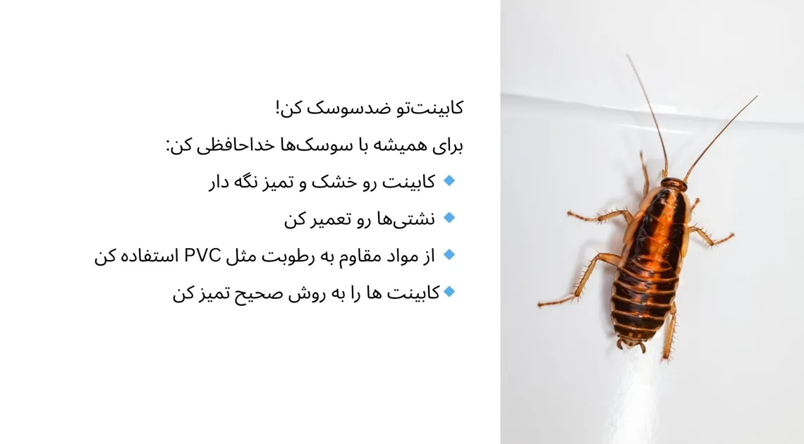 روش های پیشگیرانه مقابه با سوسک کابینت