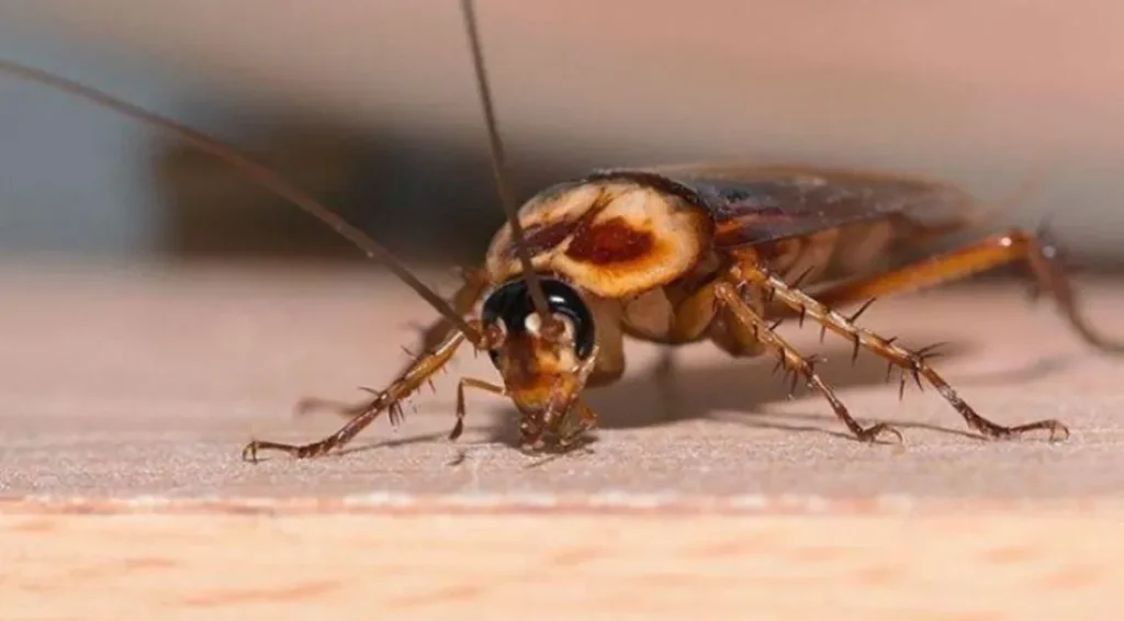 سوسک کابینت