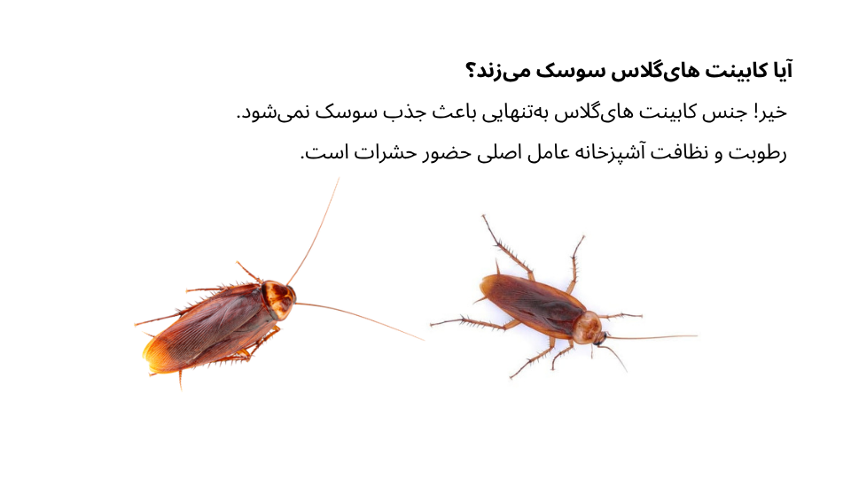 کابینت هایگلاس سوسک میزند؟