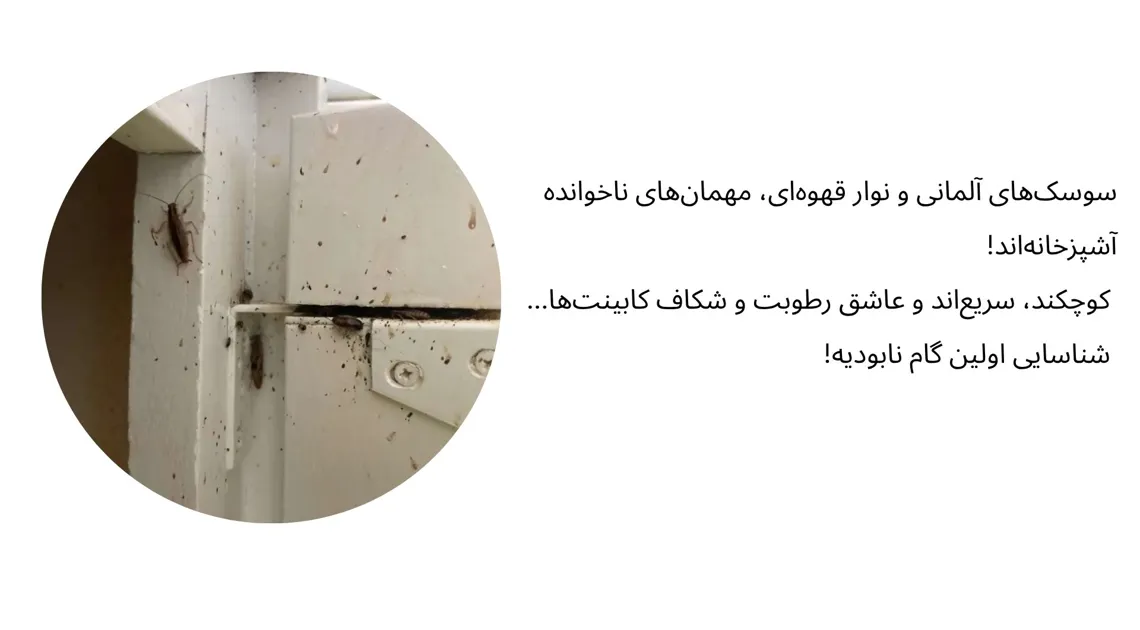 سوسک کابینت