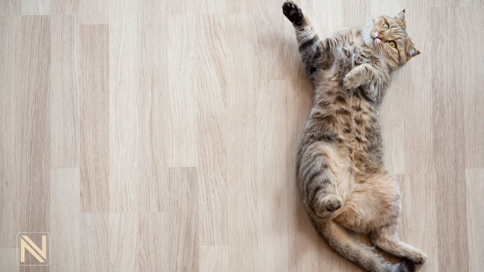 مقاومت سایش لمینت